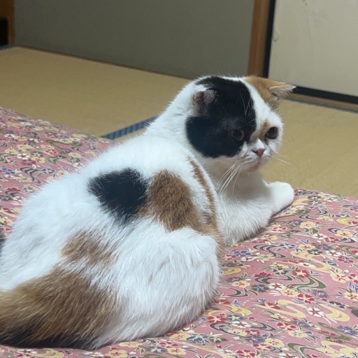 タンタン