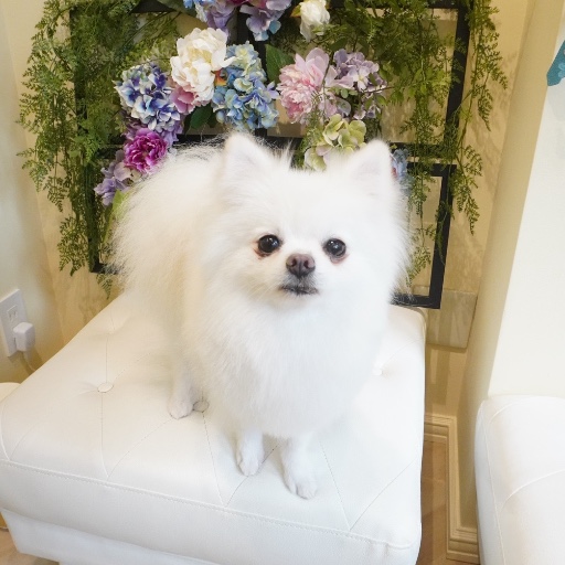 ラナ