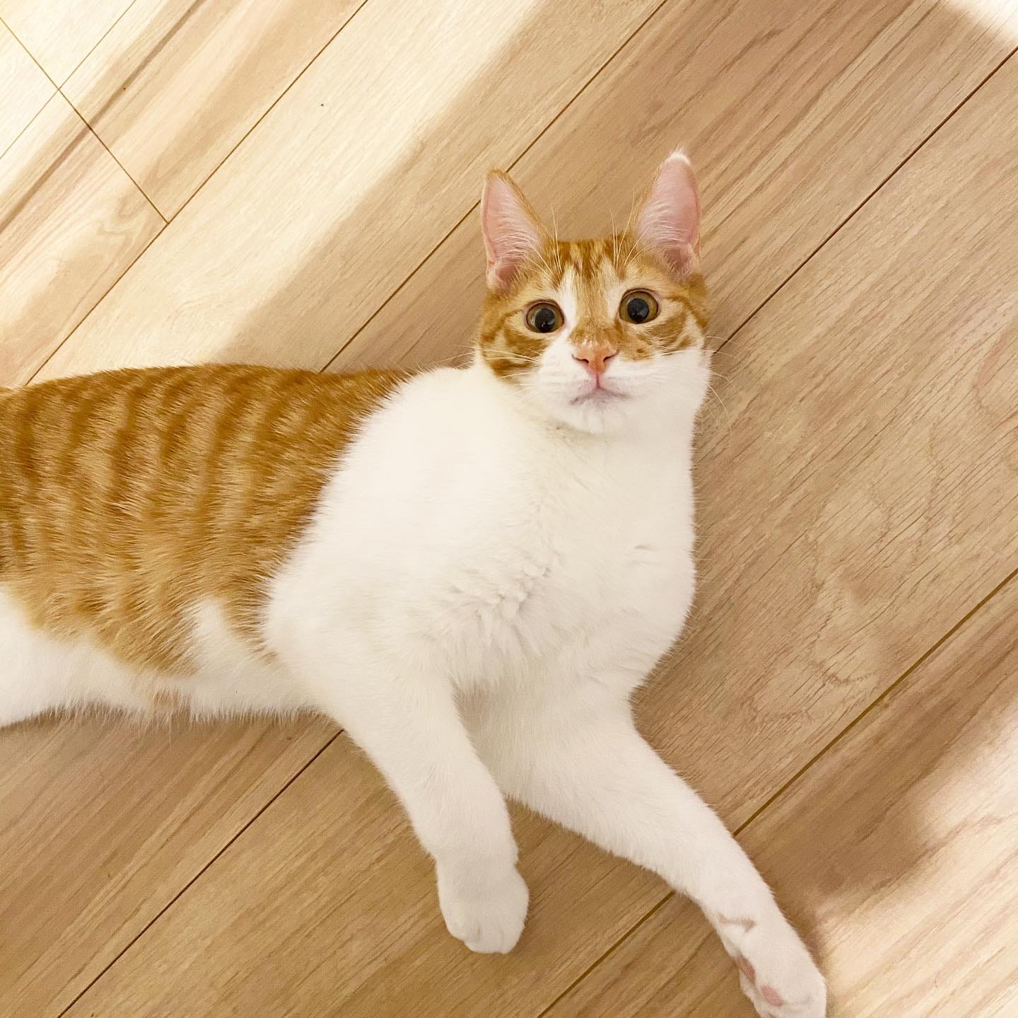 モス