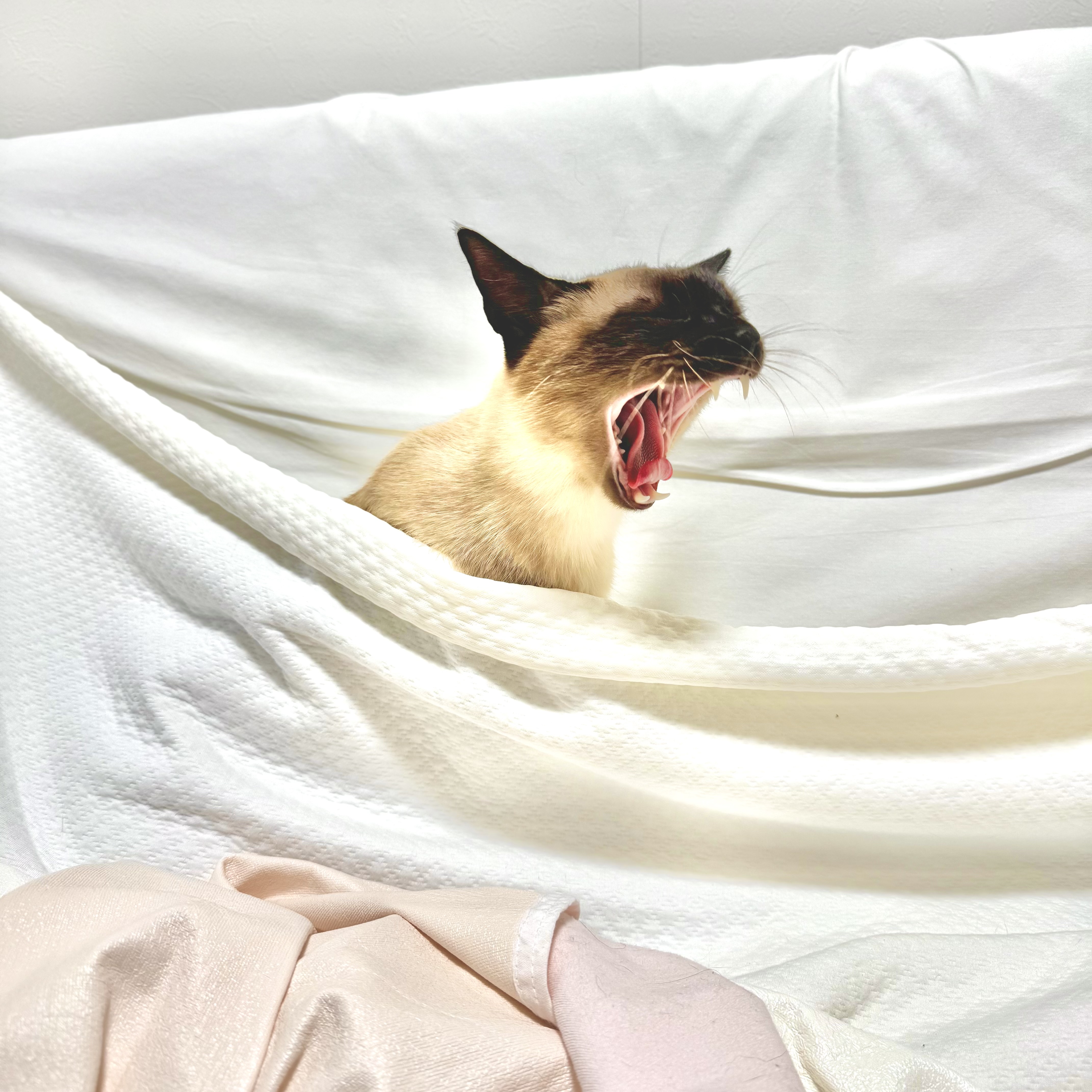 チャオ