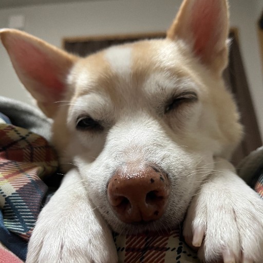 陸