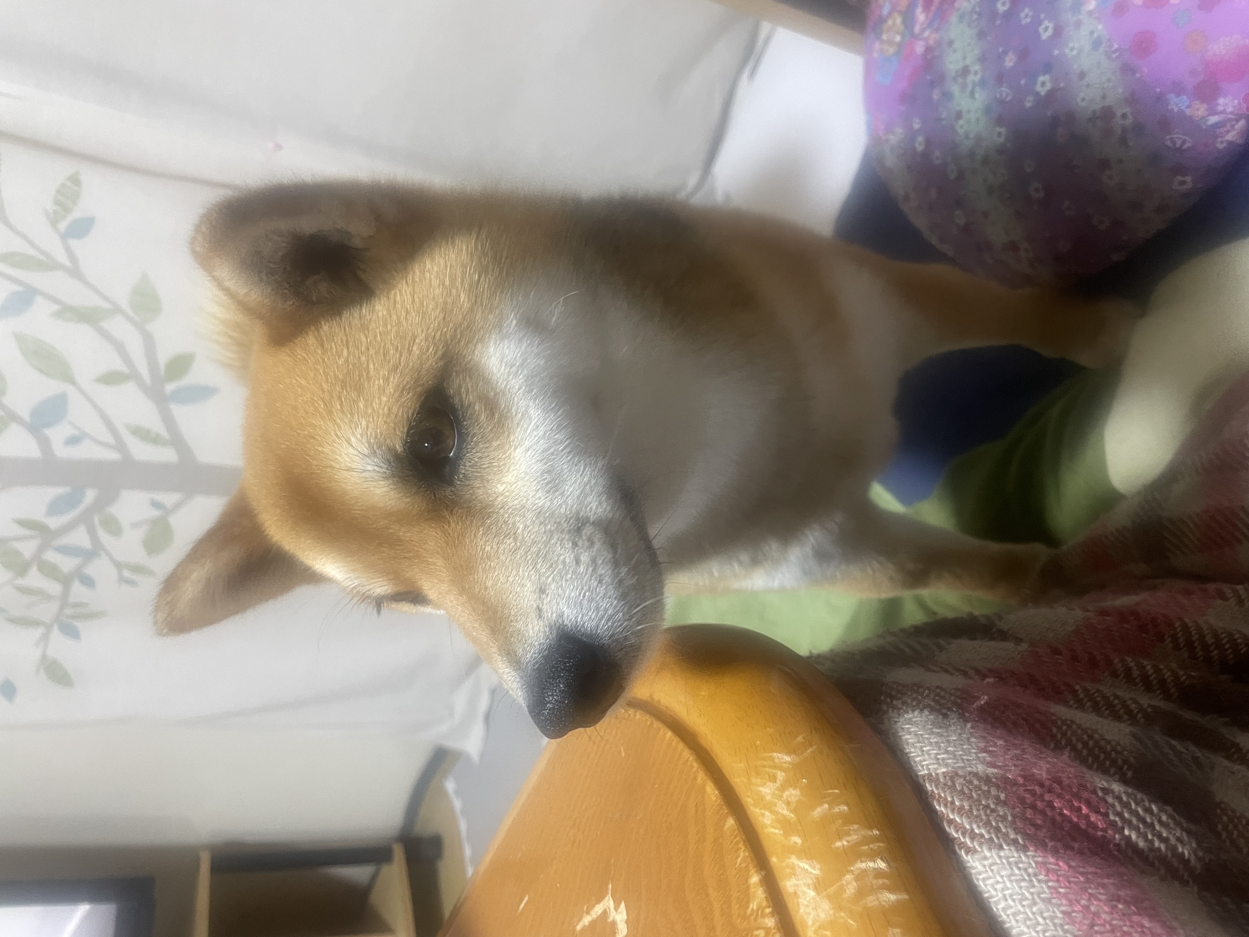 ふく