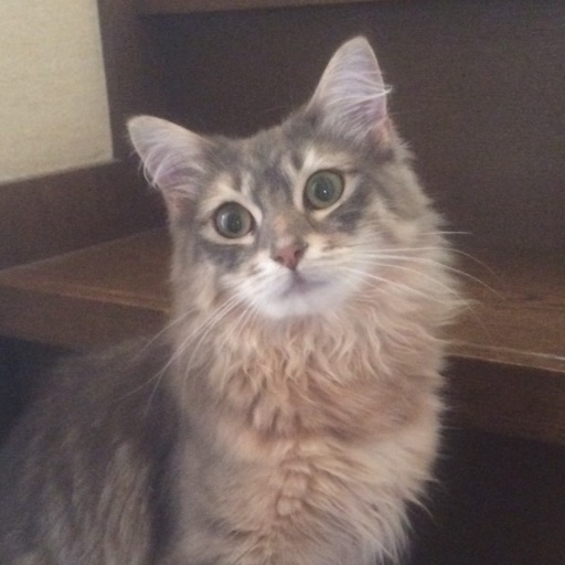 ベル