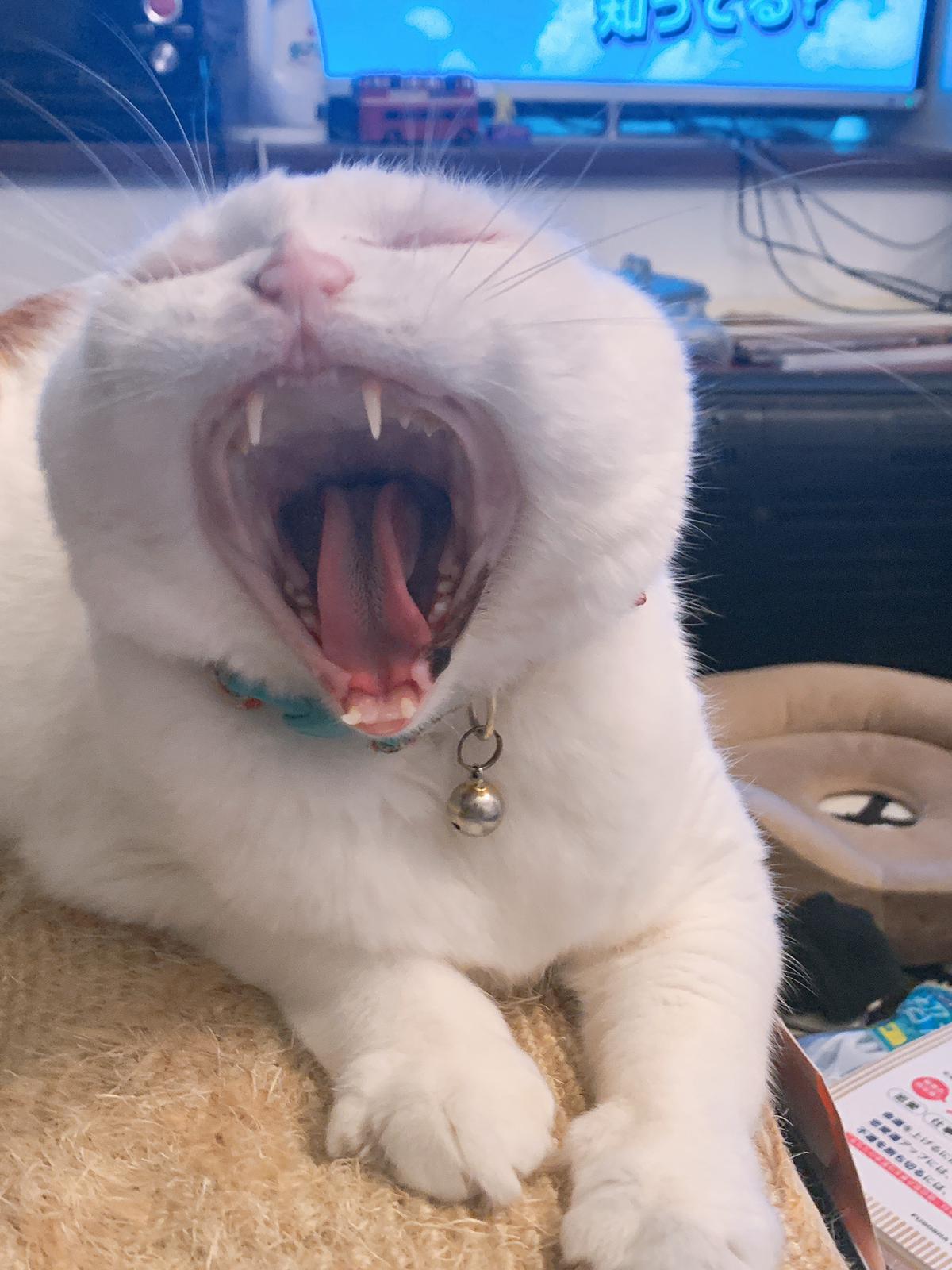 みみたん