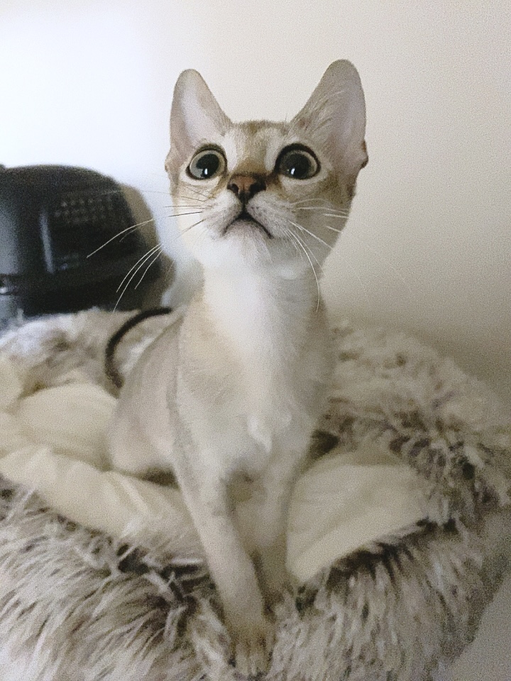 グゥ