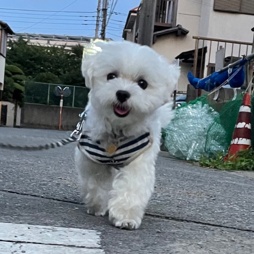 ころ