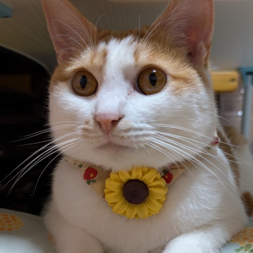 ナナ
