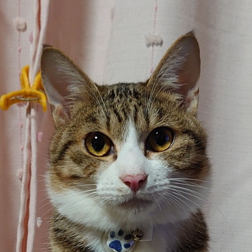 たま