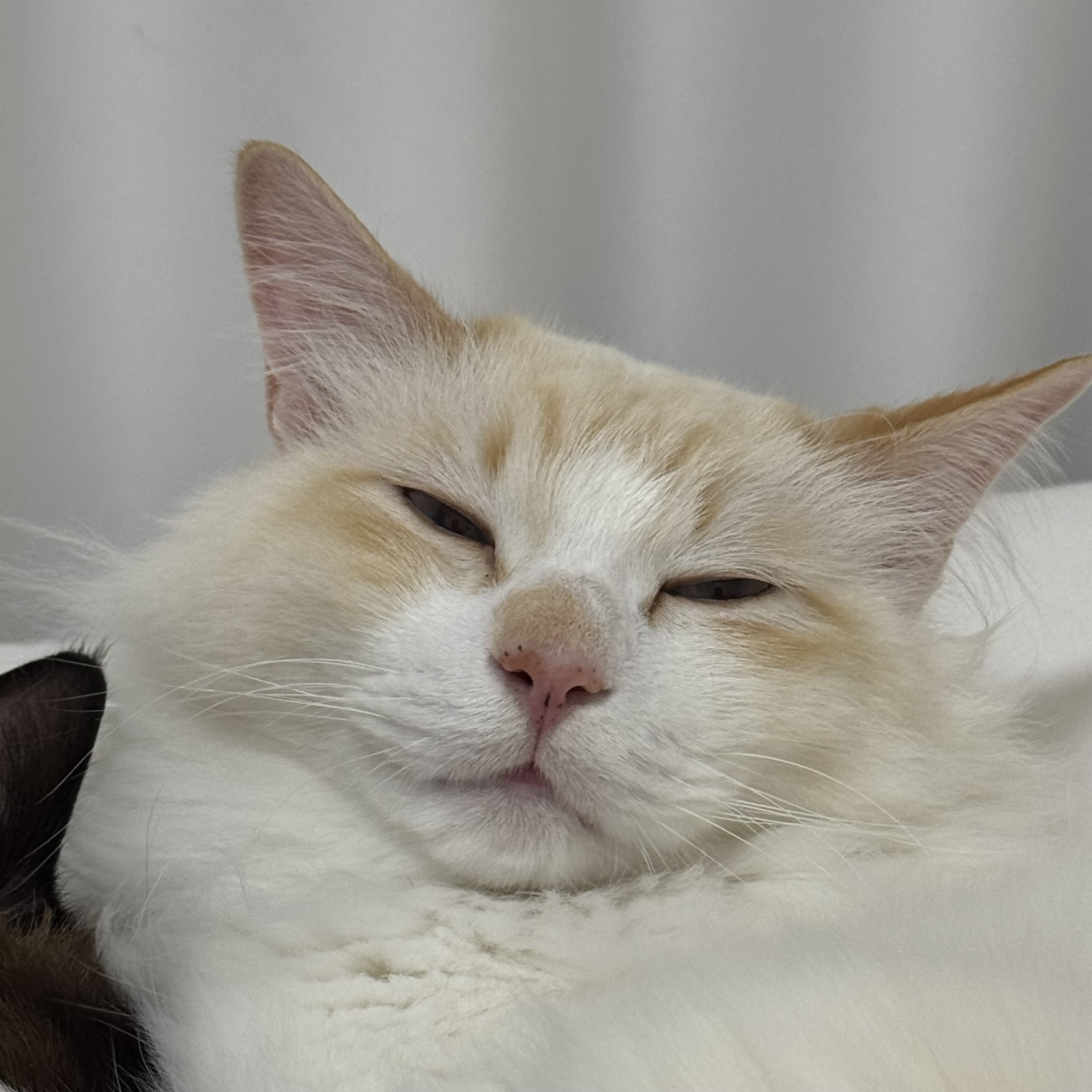 オラ