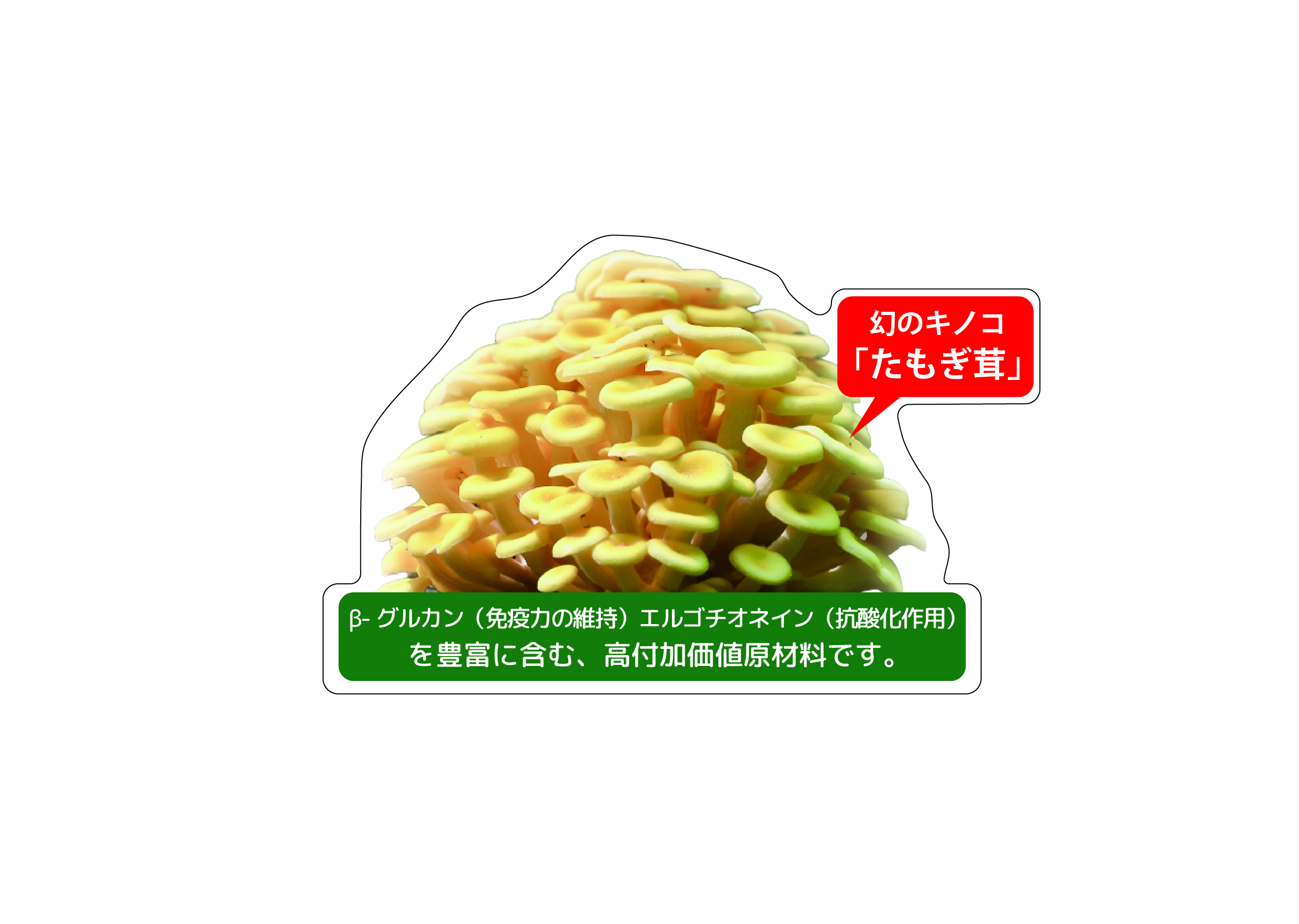 BODY BALANCE エイジングサポート　4ｋｇ