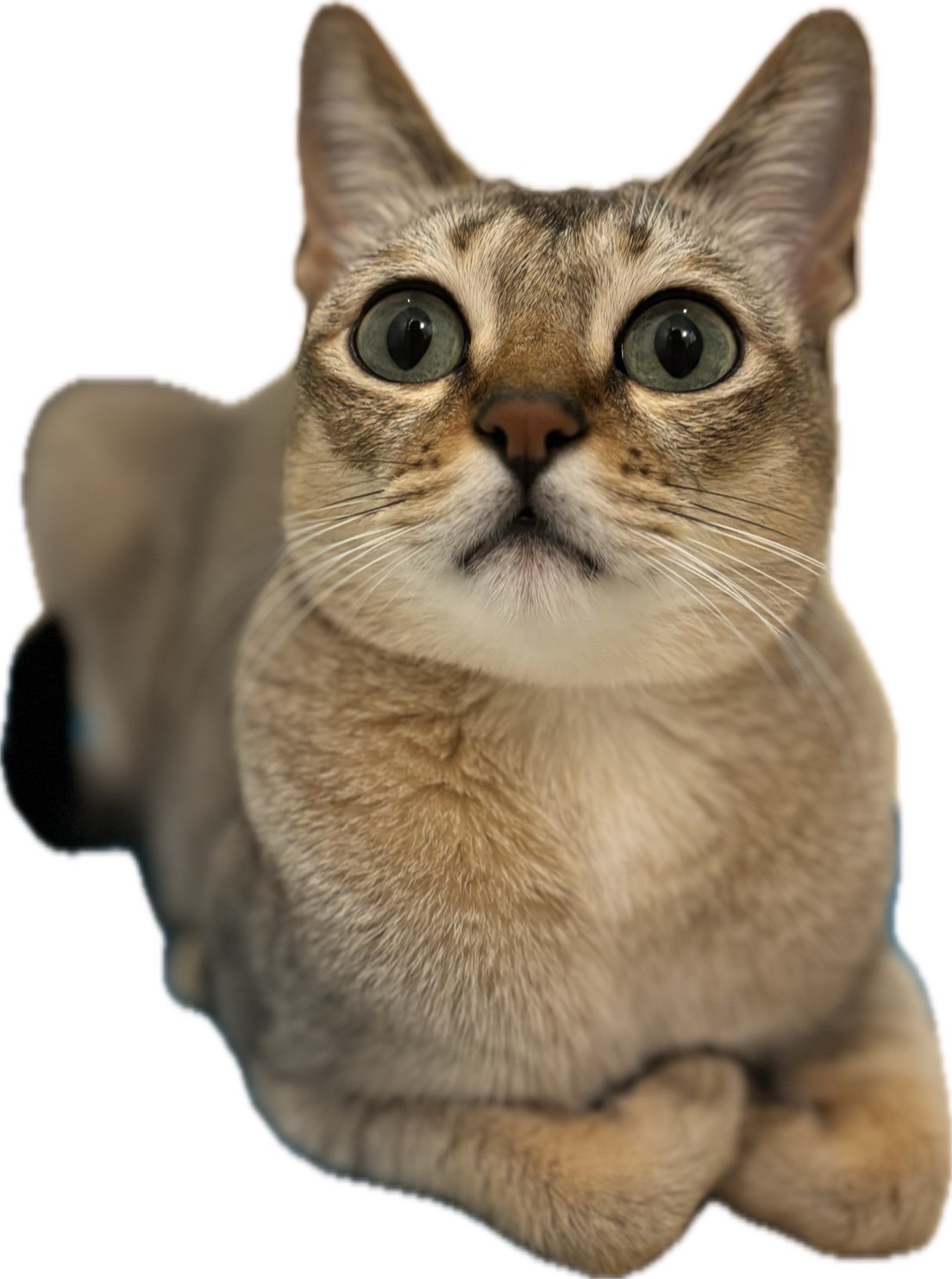 やなぴ